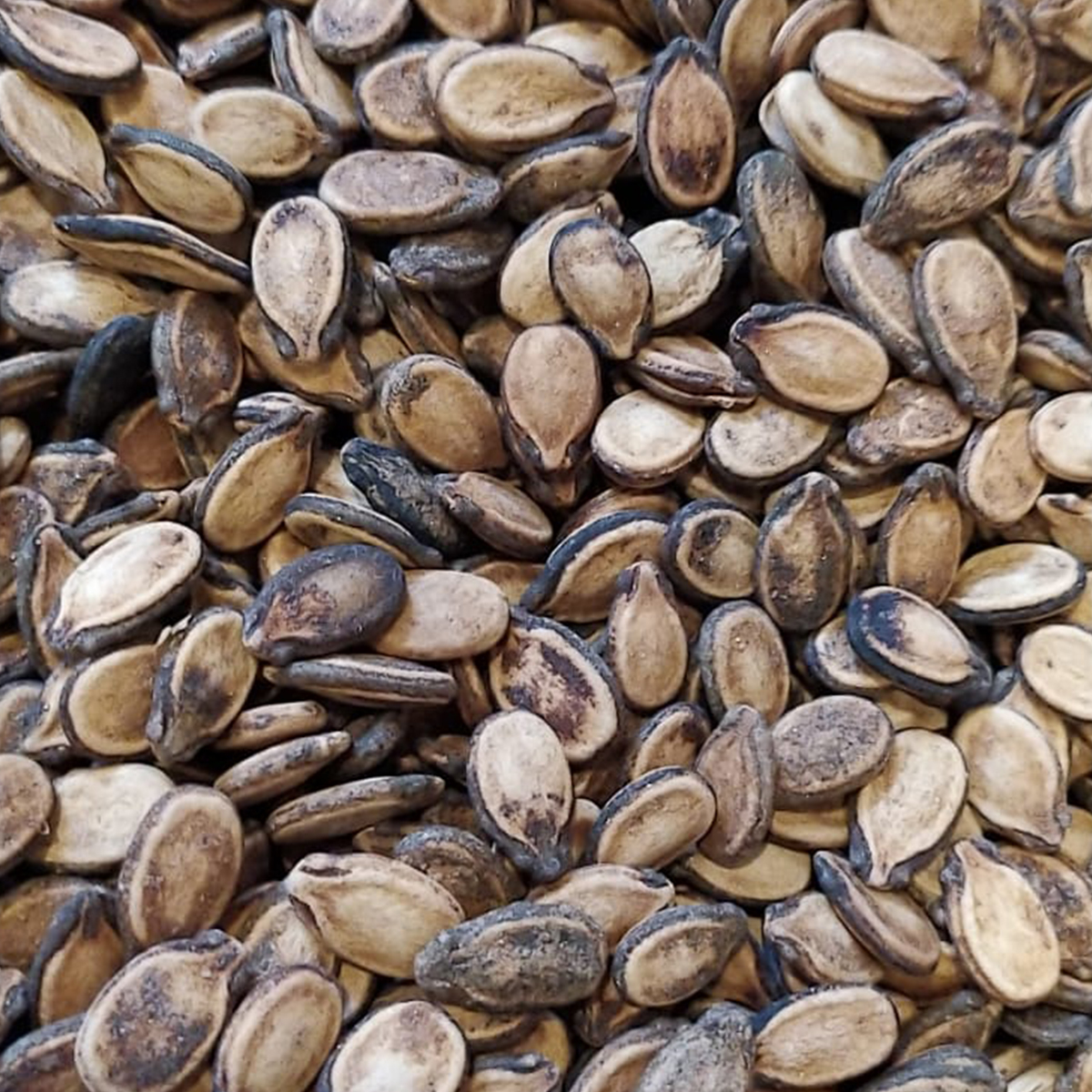 Karpuz Çekirdeği